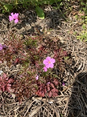 Geranium robertianum
