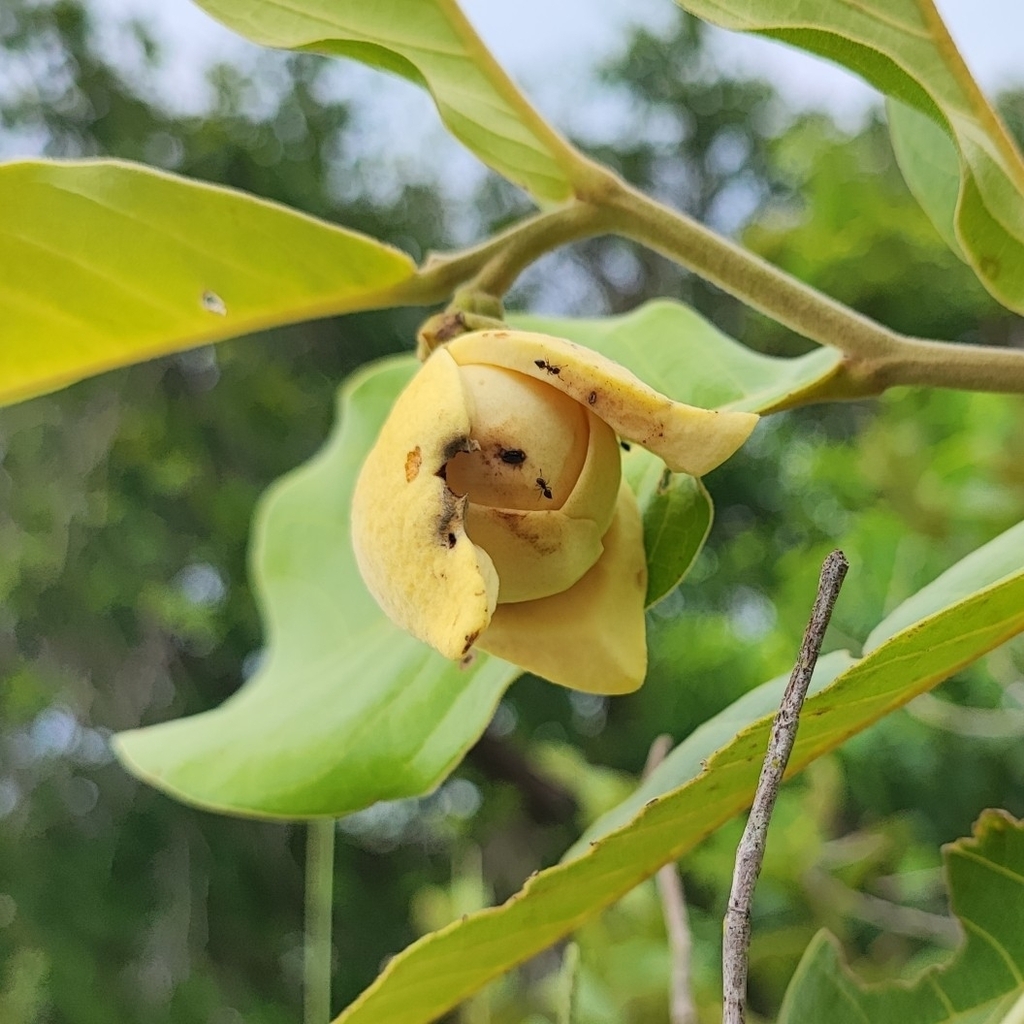 Annona dioica (Araticum do campo)