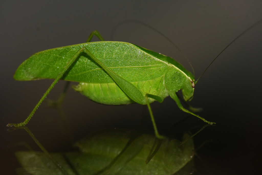 Eurycorypha prasinata