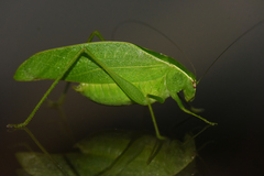 Eurycorypha prasinata