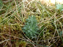 Draba incana