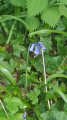 Hyacinthoides non-scripta