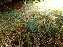 Draba incana
