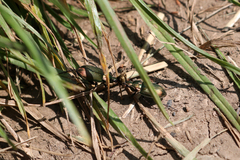 Poecilus cupreus