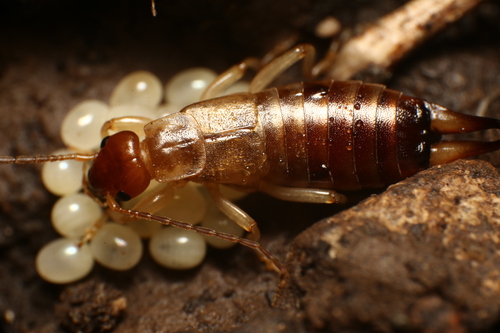 Deceiving Earwig