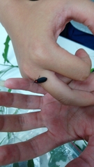 Pyrocoelia formosana