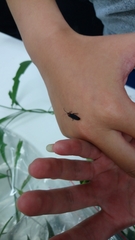 Pyrocoelia formosana