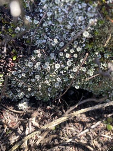 iNaturalist observation photo of pixie cup and reindeer lichens