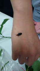 Pyrocoelia formosana