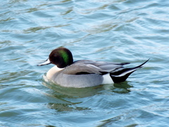 Anas platyrhynchos × acuta