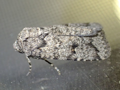 Proteuxoa capularis