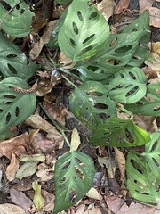 Monstera adansonii image