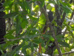 Terpsiphone viridis image