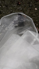 Papilio nephelus chaonulus