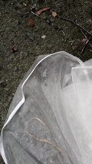 Papilio nephelus chaonulus