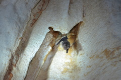 Rhinolophus deckenii