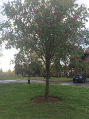 Aesculus × carnea