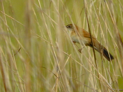 Catriscus brevirostris