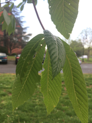 Aesculus × carnea