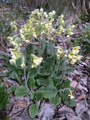 Primula elatior