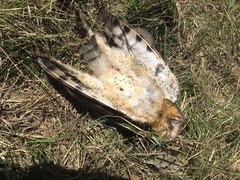 Tyto alba poensis