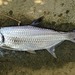 Indo-Pacific Tarpon - Photo (c) H.T.Cheng, some rights reserved (CC BY-NC), uploaded by H.T.Cheng