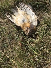 Tyto alba poensis