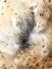 Tyto alba poensis