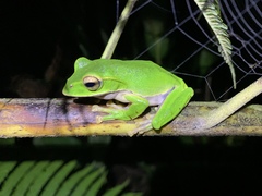 Zhangixalus prasinatus
