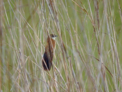 Catriscus brevirostris
