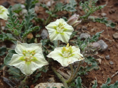 Chamaesaracha coniodes