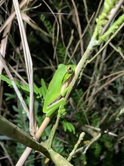 Zhangixalus prasinatus