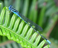 Pseudagrion australasiae