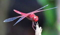 Crocothemis servilia