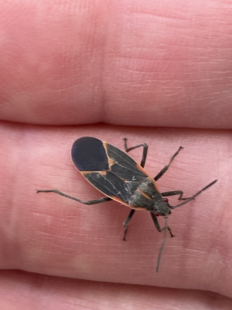 Eastern Boxelder Bug from Montgomery County, Chesapeake and Ohio Canal ...