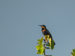 Chalcomitra amethystina