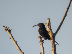 Chalcomitra amethystina