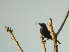 Chalcomitra amethystina