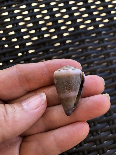 Conus lividus observed 2024-03-01
