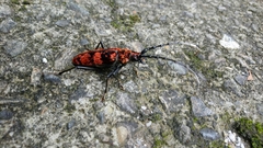 Hemadius oenochrous