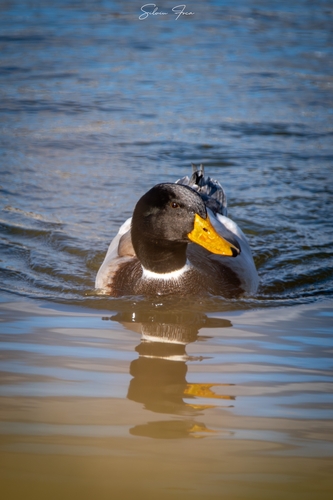Mallard