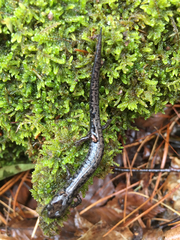 Plethodon welleri