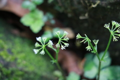 Sanicula lamelligera