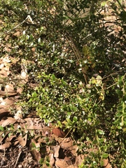 Vaccinium myrsinites