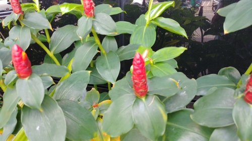Costus woodsonii