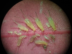 Greenideoida ceyloniae