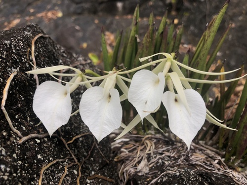 Brassavola nodosa (L.) Lindl.