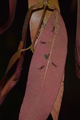 Greenideoida ceyloniae