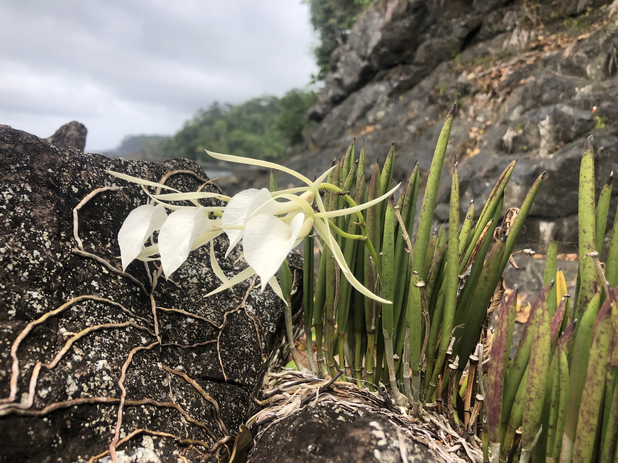Brassavola nodosa (L.) Lindl. 3