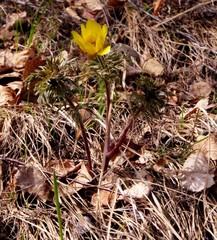 Adonis volgensis